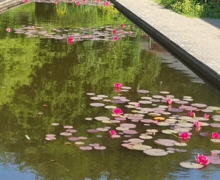 Pond lillies