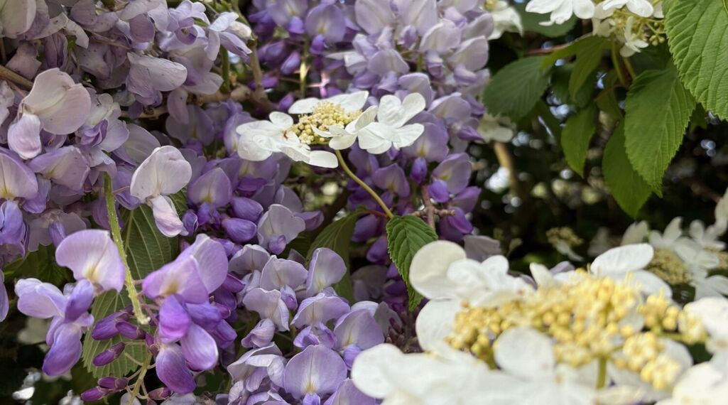 Newsletter - 9th May 2025